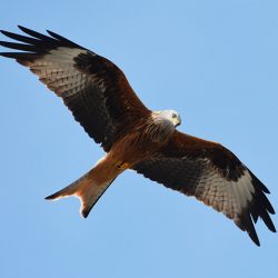 observations animaux pendant le séjour Nature et Montagne - le milan