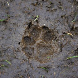Séjour Nature et Montagne - suivre les traces des animaux