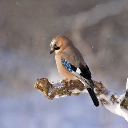 Observation de la faune et la flore en hiver - classe neige